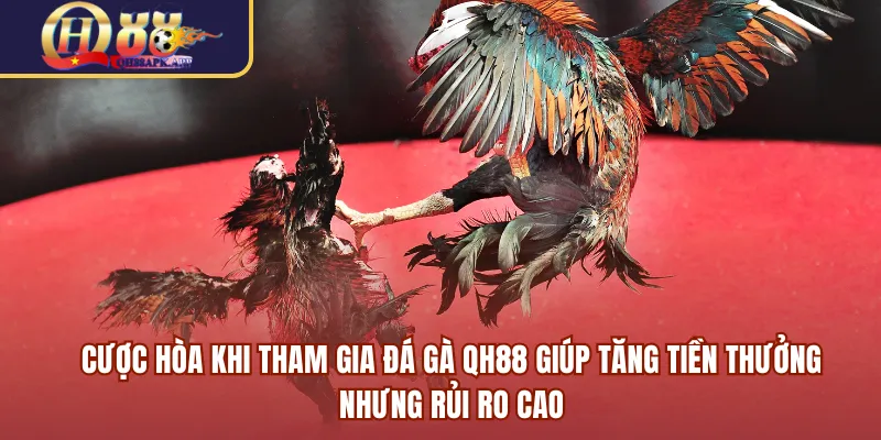 Cược hòa khi tham gia đá gà QH88 giúp tăng tiền thưởng nhưng rủi ro cao