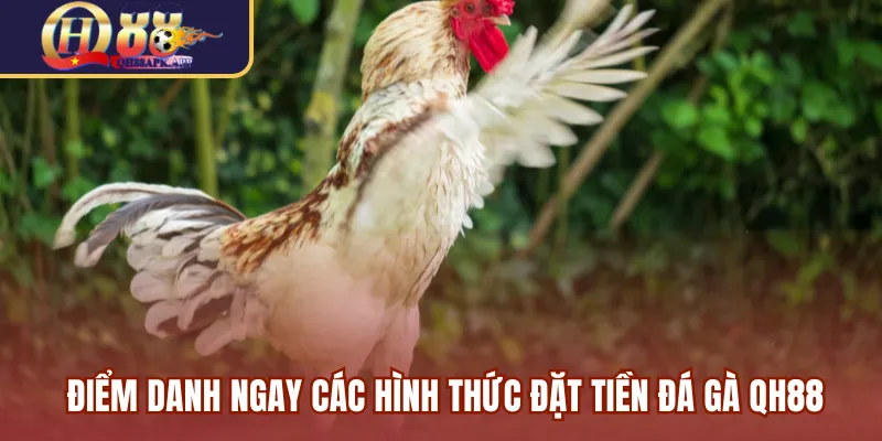 Điểm danh ngay các hình thức đặt tiền đá gà QH88
