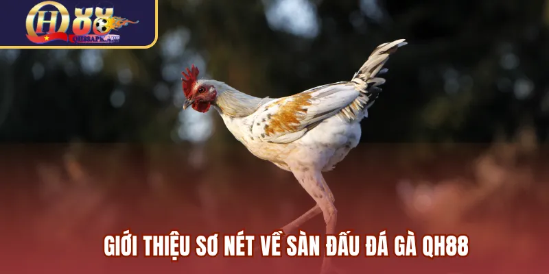 Giới thiệu sơ nét về sàn đấu đá gà QH88
