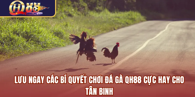 Lưu ngay các bí quyết chơi đá gà QH88 cực hay cho tân binh